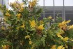 Foto calocedrus_decurrens_´aureovariegata´_ii_d1_1780658619.jpg
