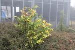 Foto calocedrus_decurrens_´aureovariegata´_ii_h_1780658653.jpg