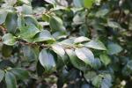 Foto camelia_japonica_d_1780658987.jpg