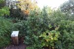 Foto camelia_japonica_h_1780659008.jpg