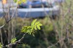 Foto caragana_arborescens_d_1780659320.jpg