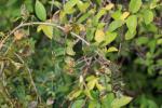 Foto caragana_arborescens_pendula_d_1780659141.jpg