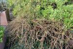 Foto caragana_arborescens_pendula_h_1780659181.jpg