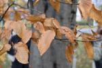 Foto carpinus_betulus_d1_1780659668.jpg