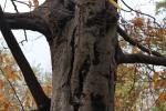 Foto carpinus_betulus_d2_1780659696.jpg