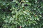 Foto carpinus_betulus_d_1780659503.jpg