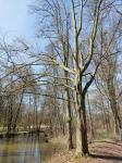 Foto carpinus_betulus_h_vodnany_1780659838.jpg