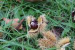 Foto castanea_sativa_d2_1780660066.jpg