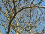 Foto castanea_sativa_d_vodnany_1780660024.jpg