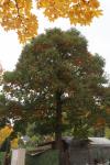 Foto castanea_sativa_h_1780660103.jpg