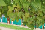 Foto catalpa_ovata_d_1780660255.jpg