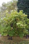 Foto catalpa_ovata_ii_h_1780660217.jpg