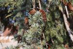 Foto cedrus_atlantica_d2_1780660502.jpg