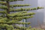 Foto cedrus_atlantica_ii_d2_1780660570.jpg