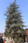 Foto cedrus_atlantica_iii_h_1780660536.jpg