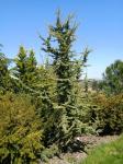 Foto cedrus_atlantica_´silberspitz´-_habitus_(arboretum_vsenory)_1684146805.jpg