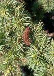 Foto cedrus_atlantica_´silberspitz´_-_detail_(arboretum_vsenory)_1684146799.jpg