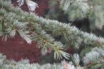 Foto cedrus_deodara_d2_1780661114.jpg