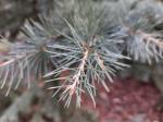 Foto cedrus_deodara_d3_libosad_1780661089.jpg