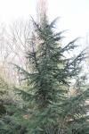Foto cedrus_deodara_ii_h_1780661216.jpg