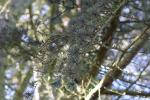 Foto cedrus_libani_d_1780661327.jpg