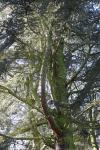 Foto cedrus_libani_h_1780661396.jpg