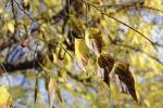 Foto celtis_occidentalis_d_1780661669.jpg