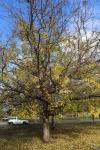 Foto celtis_occidentalis_h_1780661710.jpg
