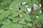 Foto cercidiphyllum_japonicum-plod,_list,_2016-06-22,_dendro_zahr_pruhonice,_st_kasparova,_dsc_0061_1495487921.jpg