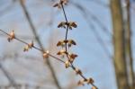 Foto cercidiphyllum_japonicum-samci_kvet,_2016-04-05,dendro_zahr_pruhonice,_st_kasparova,_dsc_1915_1495485017.jpg