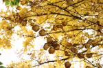 Foto cercidiphyllum_japonicum_d_1780661813.jpg