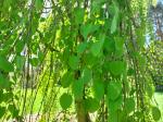 Foto cercidiphyllum_japonicum_´pendulum´_d_pruhonice_1780661861.jpg