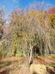 Foto cercidiphyllum_japonicum_´pendulum´_h_1780661927.jpg