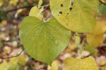 Foto cercis_canadensis_d2_1780662068.jpg