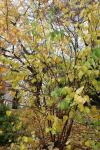 Foto cercis_canadensis_h_1780662097.jpg