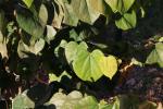Foto cercis_chinensis_´avondale´_d_1780662413.jpg