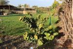 Foto cercis_chinensis_´avondale´_h_1780662451.jpg