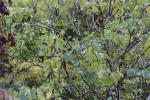 Foto cercis_siliquastrum_d_1780662596.jpg