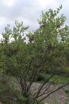 Foto cercis_siliquastrum_h_1780662639.jpg