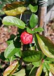 Foto chaenomeles_japonica__mango_storii_pbp__-_detail_(arboretum_vsenory)_1684154456.jpg
