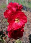 Foto chaenomeles_japonica__scarlet_form__-_detail_(arboretum_vsenory)_1684154712.jpg