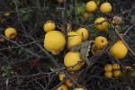 Foto chaenomeles_japonica_d_1781120139.jpg