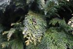Foto chamaecyparis_lawsoniana_d1_1783071348.jpg