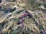 Foto chamaecyparis_lawsoniana_d_libosad_1783071299.jpg