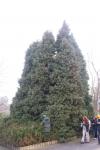 Foto chamaecyparis_lawsoniana_ii_h_1783071367.jpg