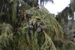 Foto chamaecyparis_nootkatensis_d_1783071723.jpg