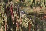 Foto chamaecyparis_nootkatensis_´pendula´_d2_1783071625.jpg