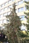Foto chamaecyparis_nootkatensis_´pendula´_h_1783071652.jpg