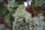 Foto chamaecyparis_obtusa_´arneson´s_compact´_d1_1783072943.jpg