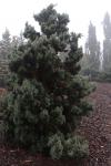Foto chamaecyparis_obtusa_´arneson´s_compact´_h_1783072961.jpg